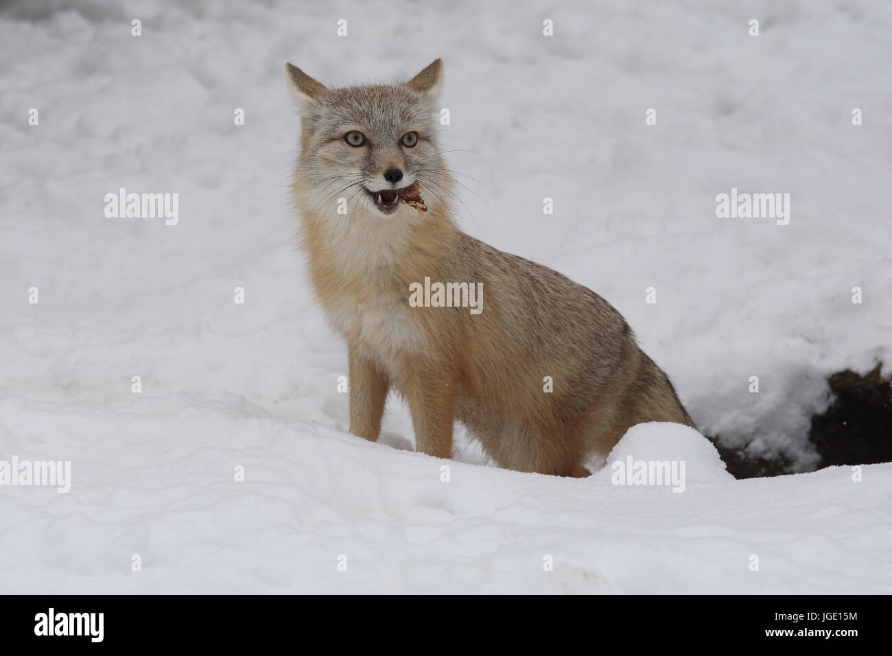 Zapfpistole mit Knoten im Schlauch, seitlich Stock Photo - Alamy