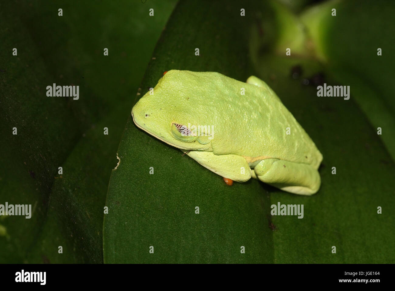 Red eye frog sleeps on a sheet, Rotaugenfrosch schlaeft auf einem Blatt Stock Photo