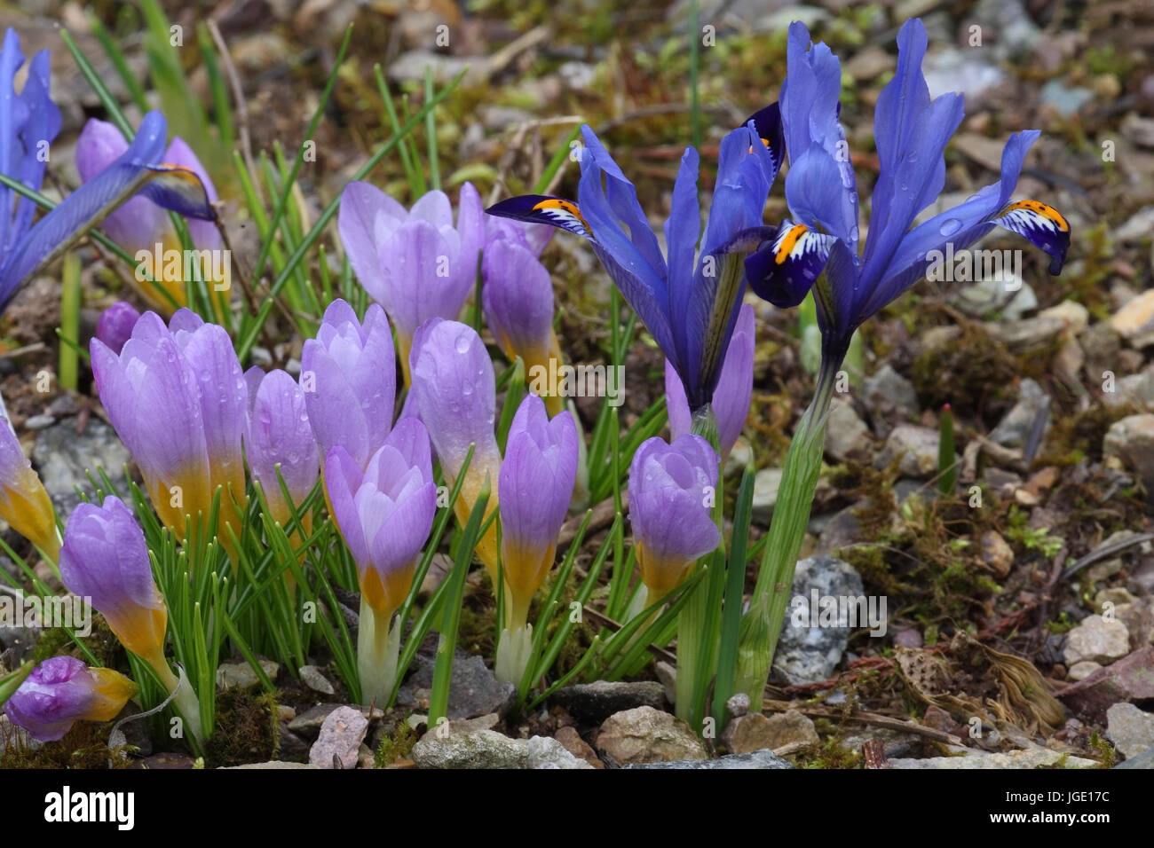 White saffron and iris, Weisser Safran und Iris Stock Photo
