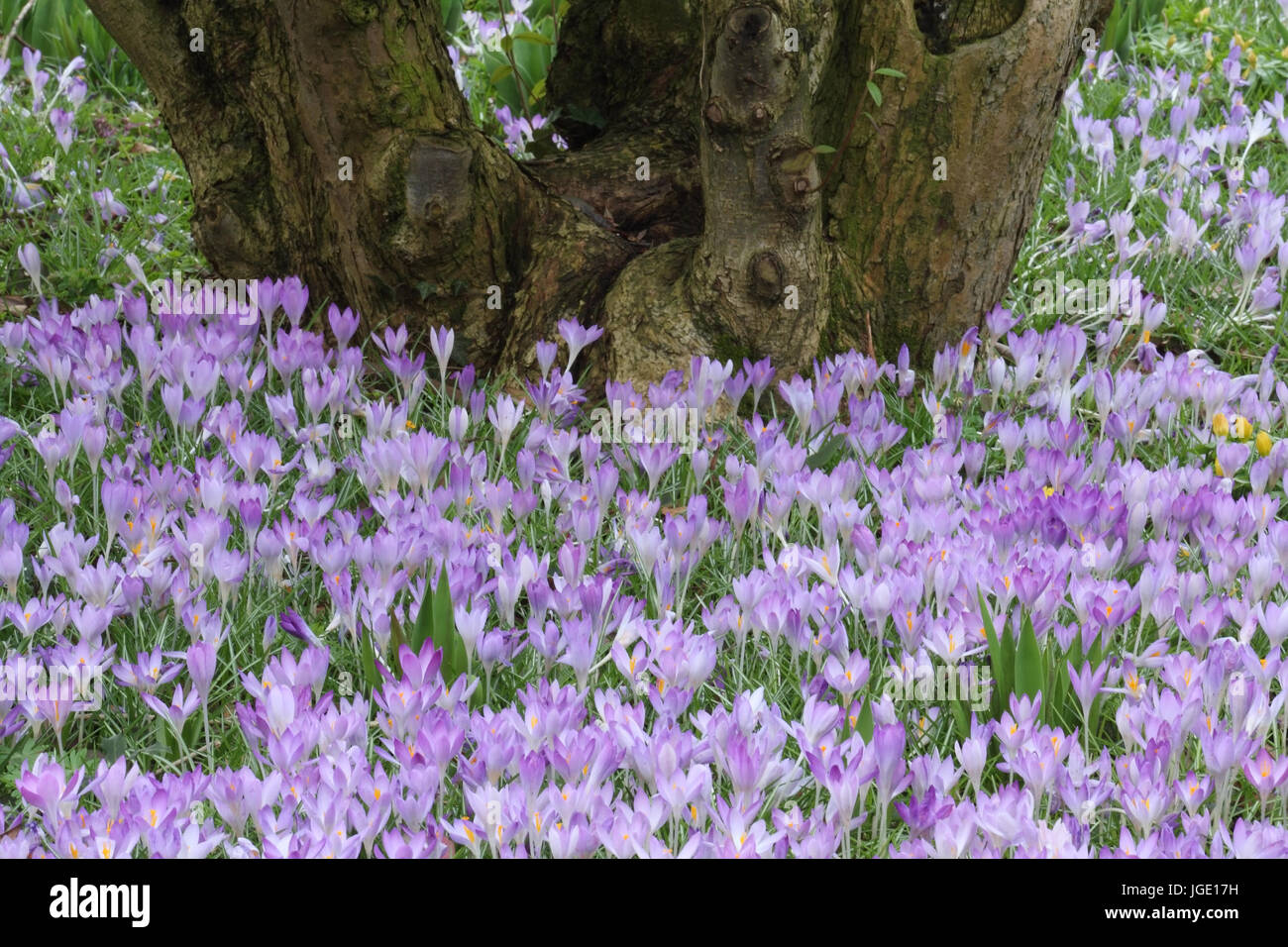 White saffron, Weisser Safran Stock Photo Alamy