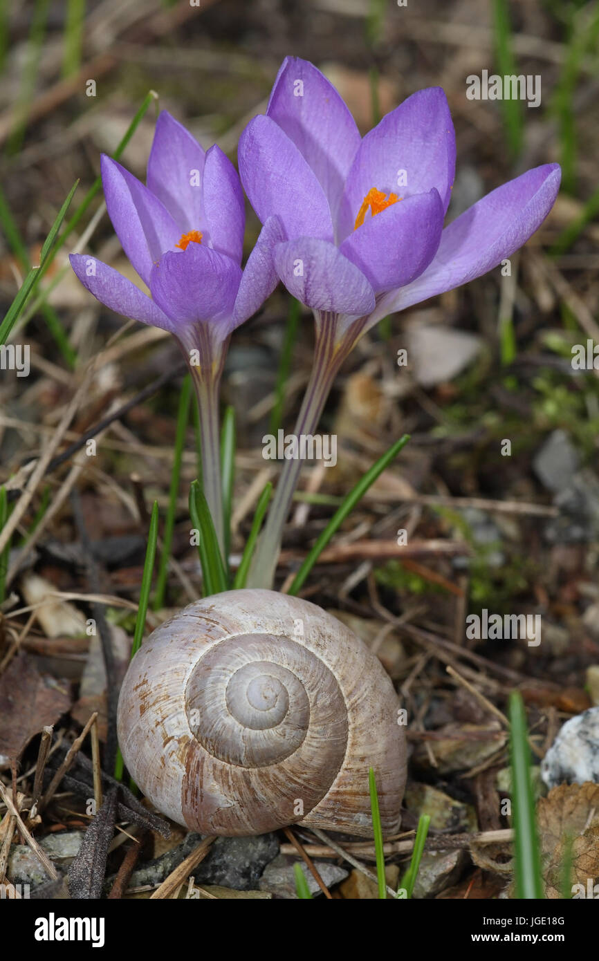 White saffron and edible snail, Weisser Safran und Weinbergschnecke