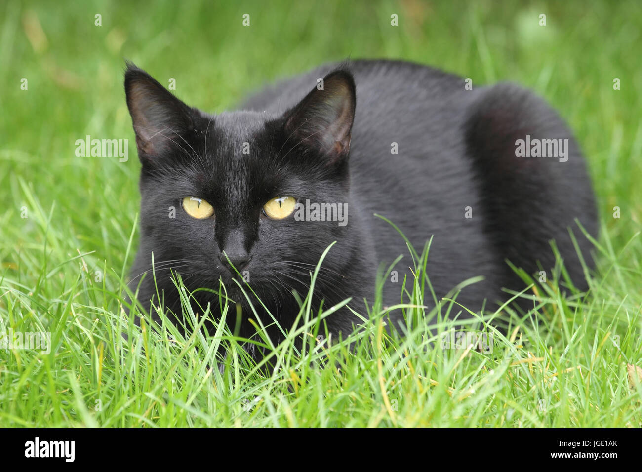 Black house cats lies in the grass, Schwarze Hauskatzen liegt im Gras  Black Domestic Cat lie in the grass  Felis silvestris catus Stock Photo
