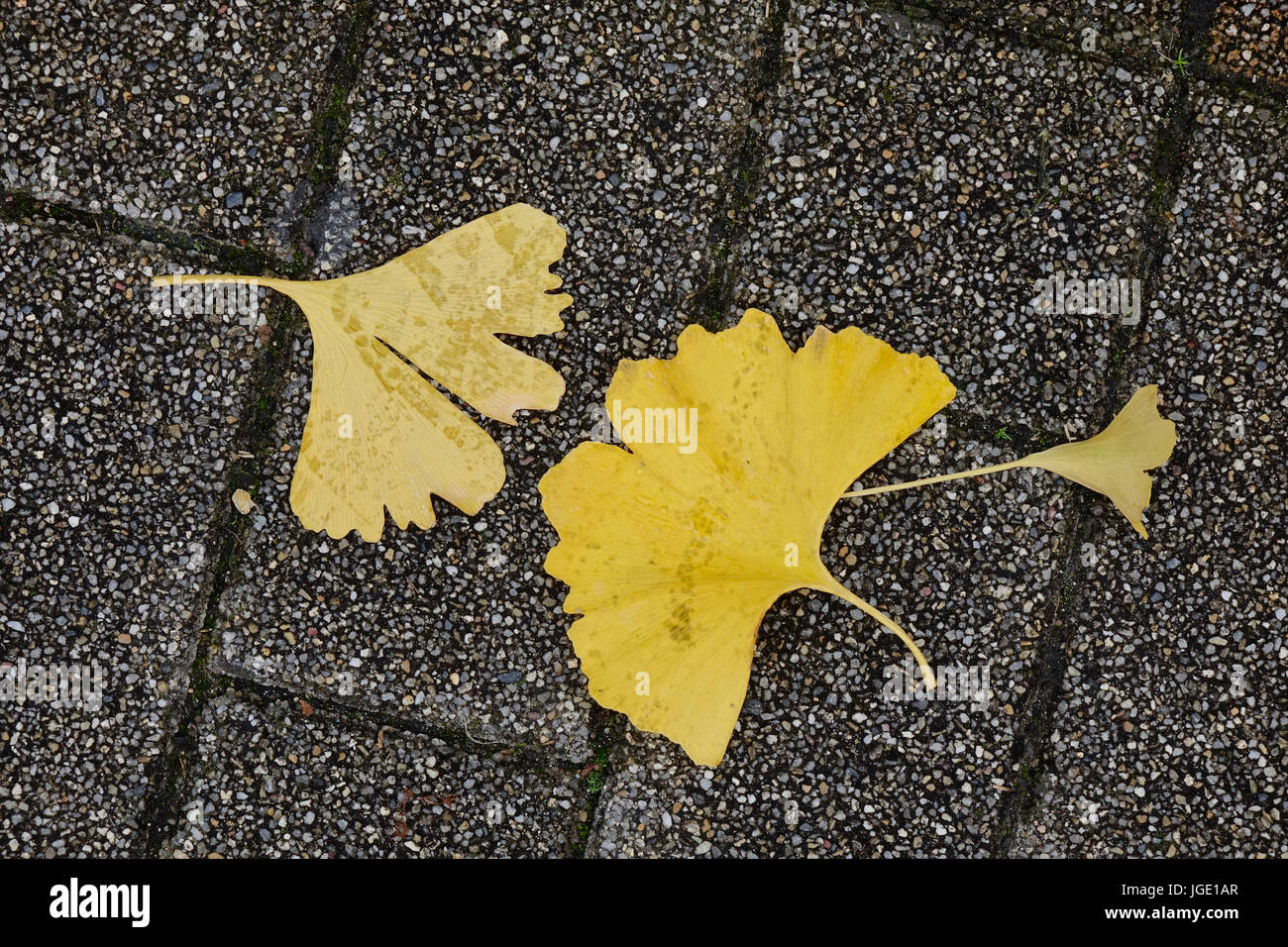 Beautiful gold and brown autumn ginkgo leaves fallen on stone floor Stock Photo