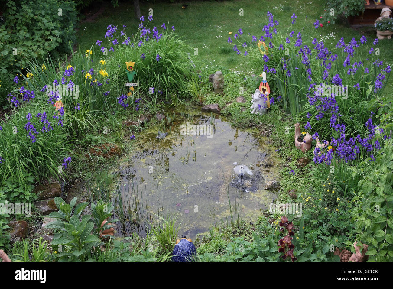 Schwertlilien hires stock photography and images Alamy