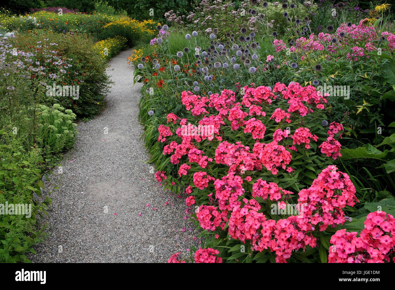 Garden path with phlox, Gartenweg mit Phlox Stock Photo