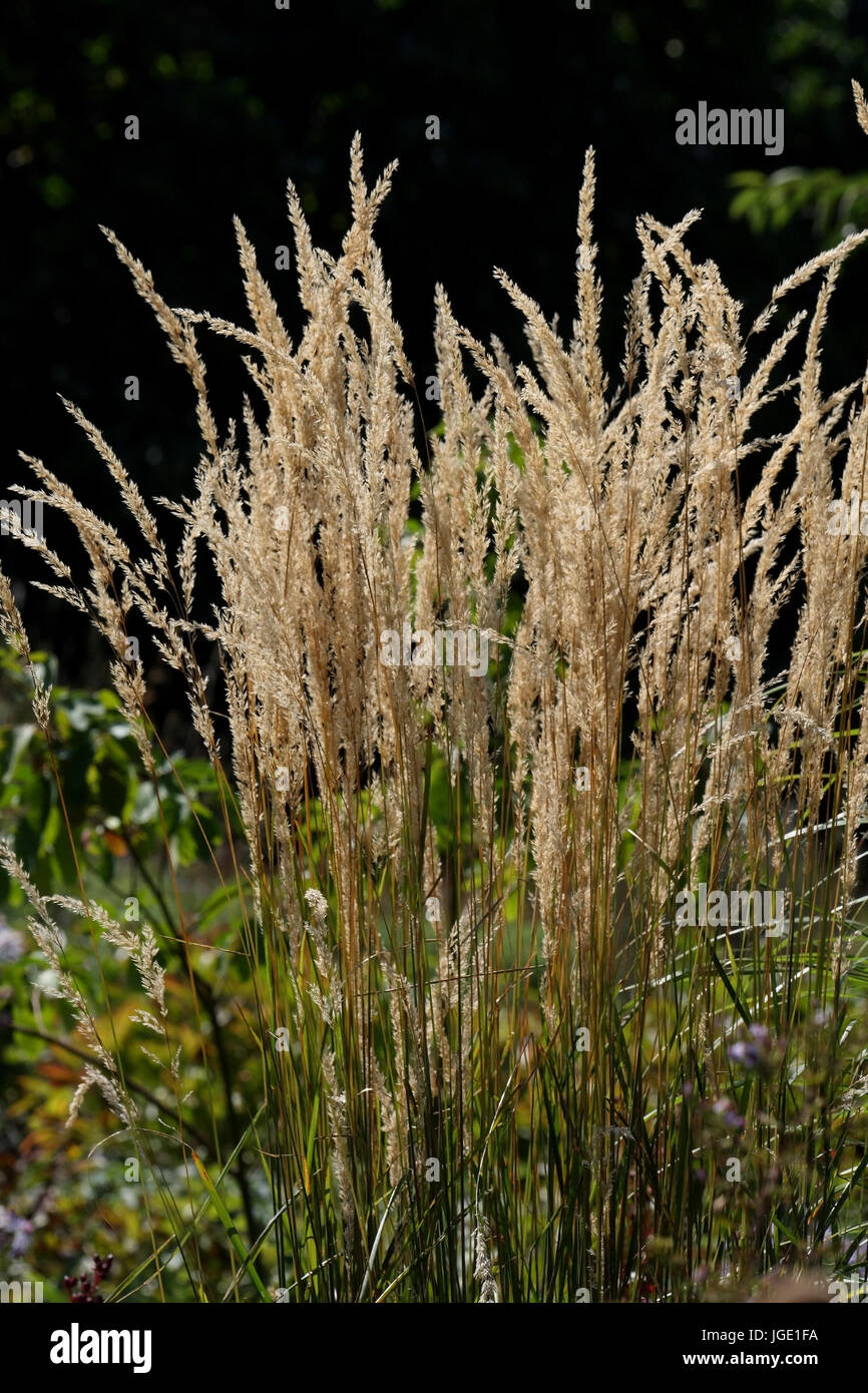 Foehn grass, Foehngras Stock Photo - Alamy