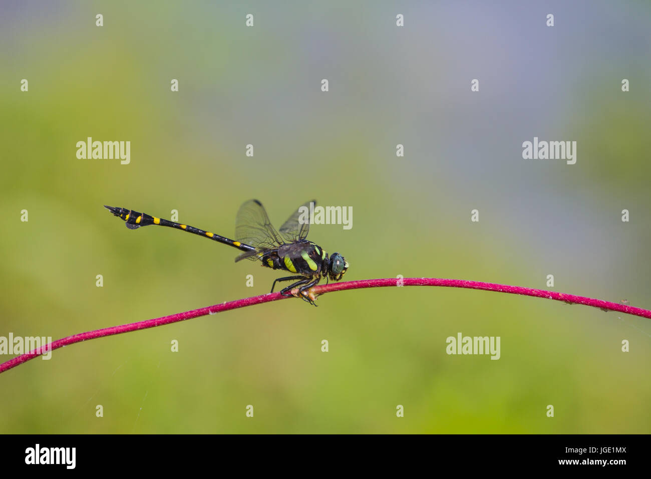 beautiful dragonfly resting on a branch in forest Stock Photo - Alamy