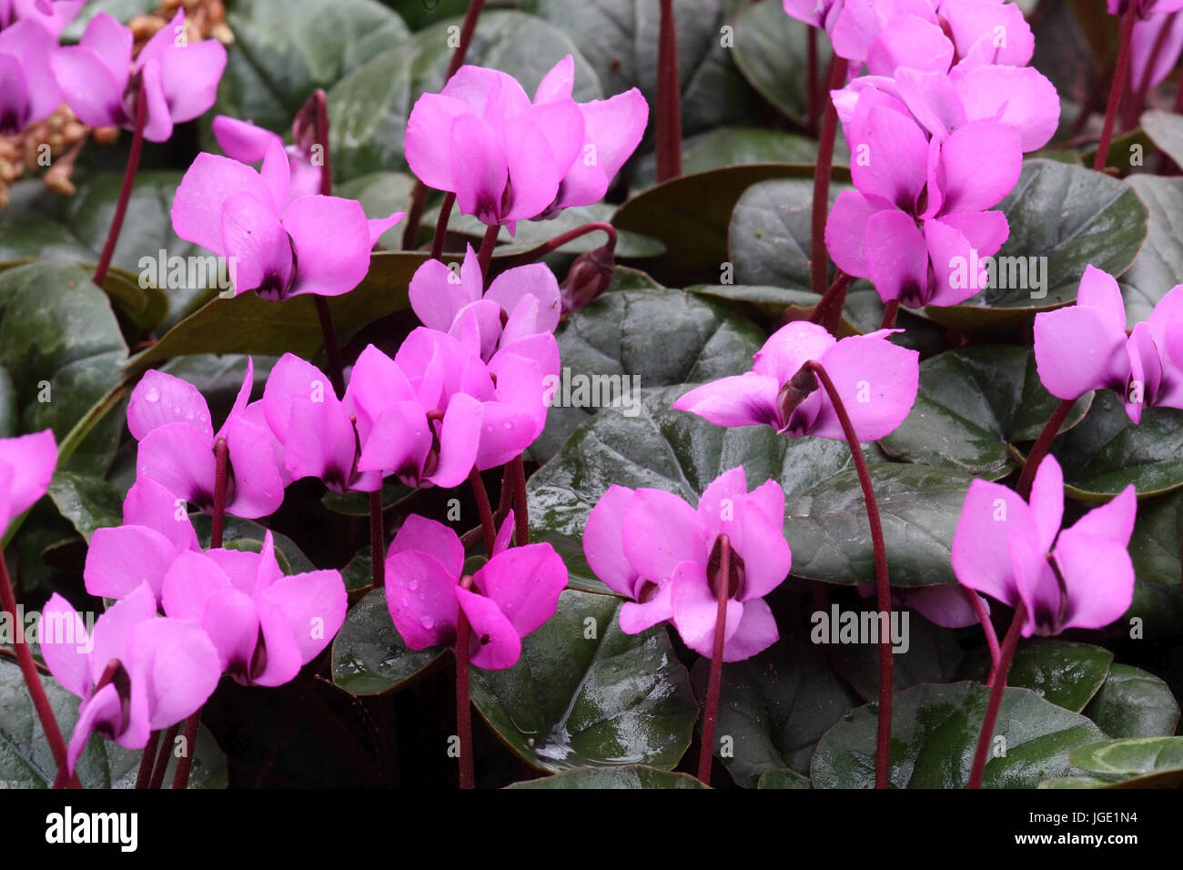 Garten Alpenveilchen Stock Photos Garten Alpenveilchen Stock