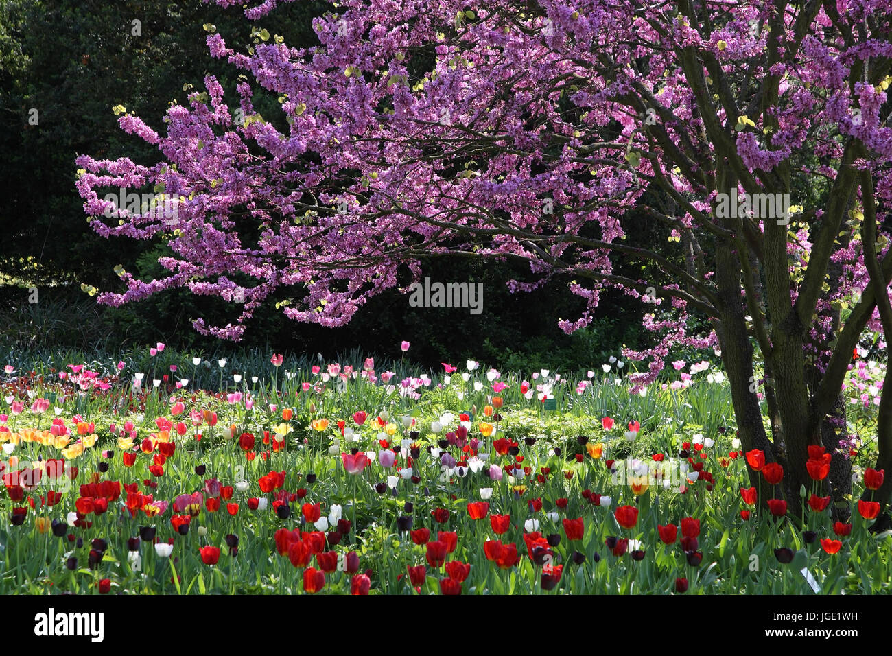 Blossoming Judas tree with tulips, Bluehender Judasbaum mit Tulpen Stock Photo