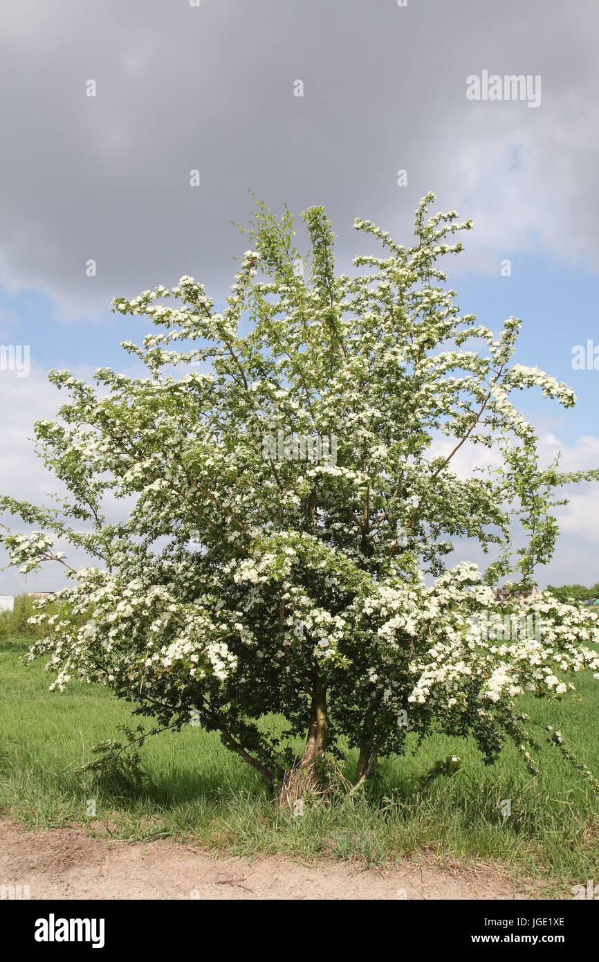 Blossoming Whitethorn Bush Bluehender Weissdornbusch Stock Photo Alamy blossoming-whitethorn-bush-bluehender-weissdornbusch-stock-photo-alamy