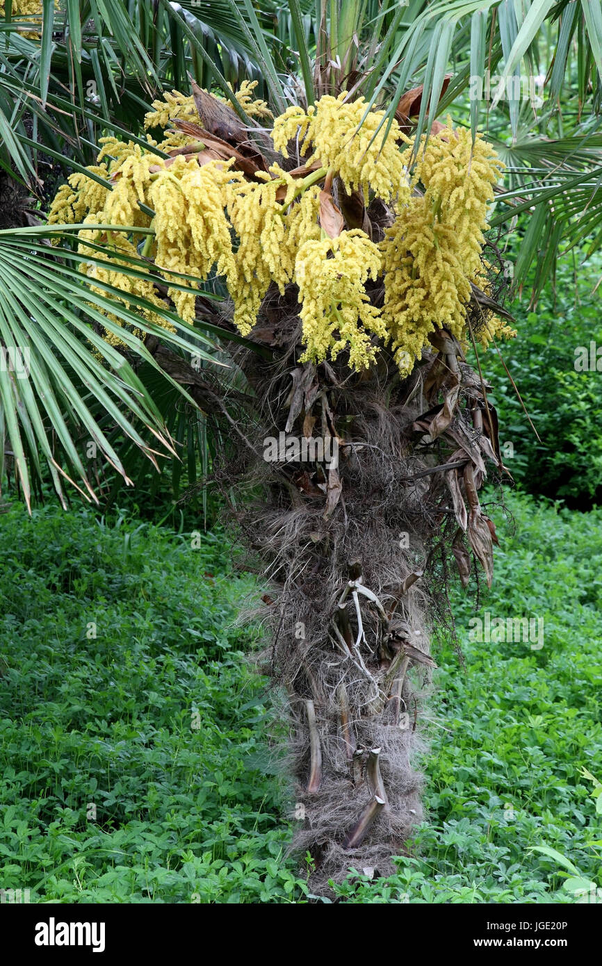 Chinese hemp palm trachycarpus fortunei hires stock photography and