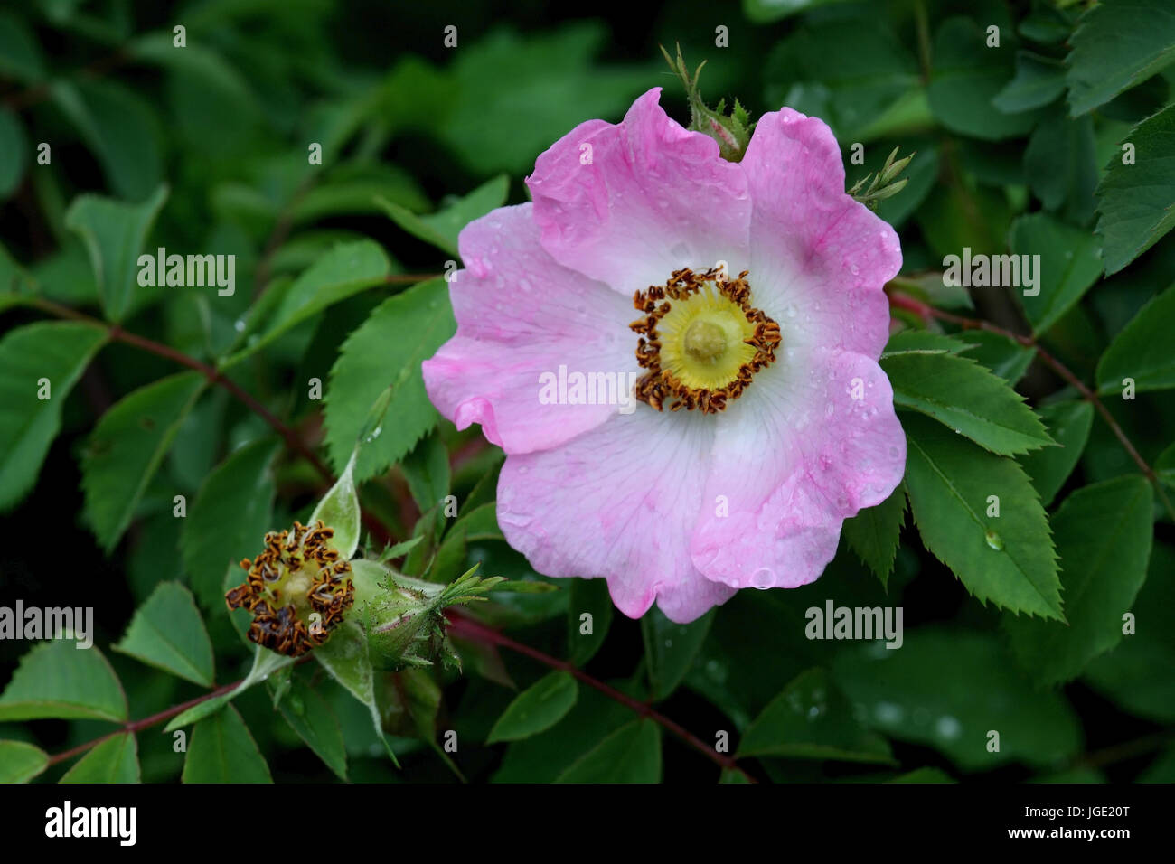 Hedgehog's rose, IgelRose Stock Photo Alamy