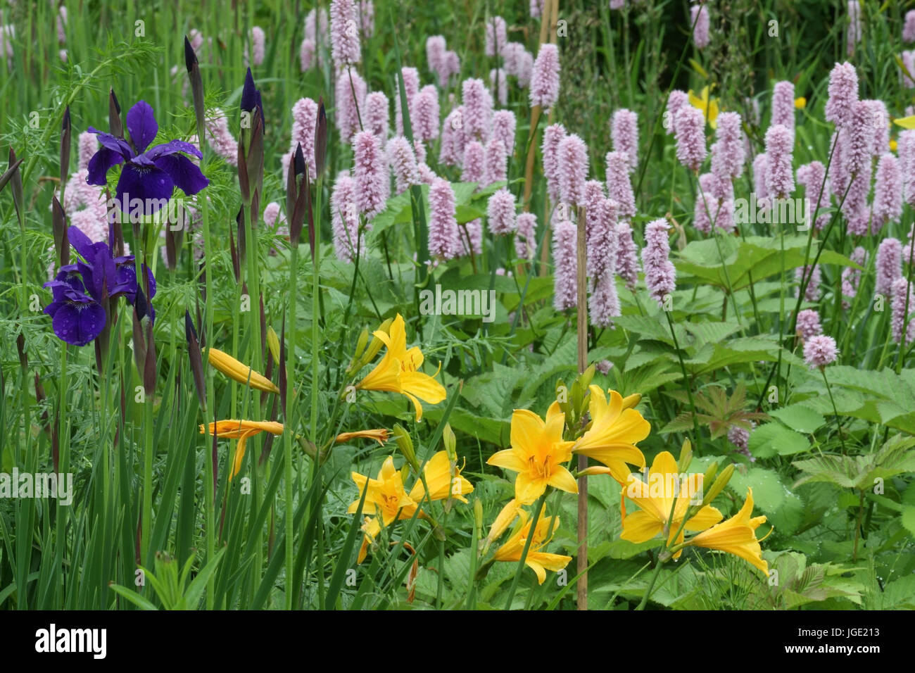 Wet grassland with irises, Schlangernwurz and Inca's lily, Feuchtwiese mit Schwertlilien,Schlangernwurz und Inkalilie Stock Photo