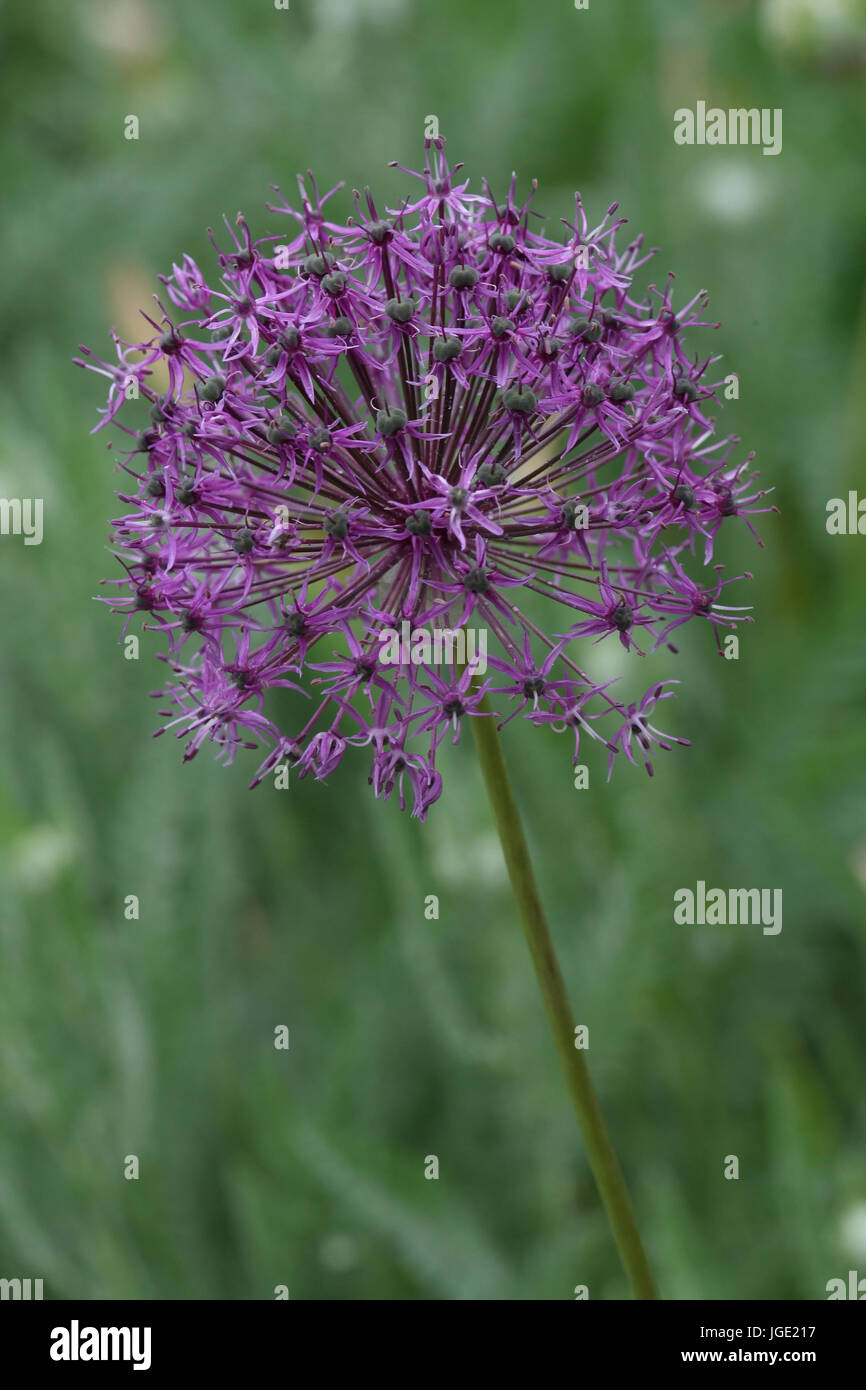 Ornamental leek, Zierlauch Stock Photo
