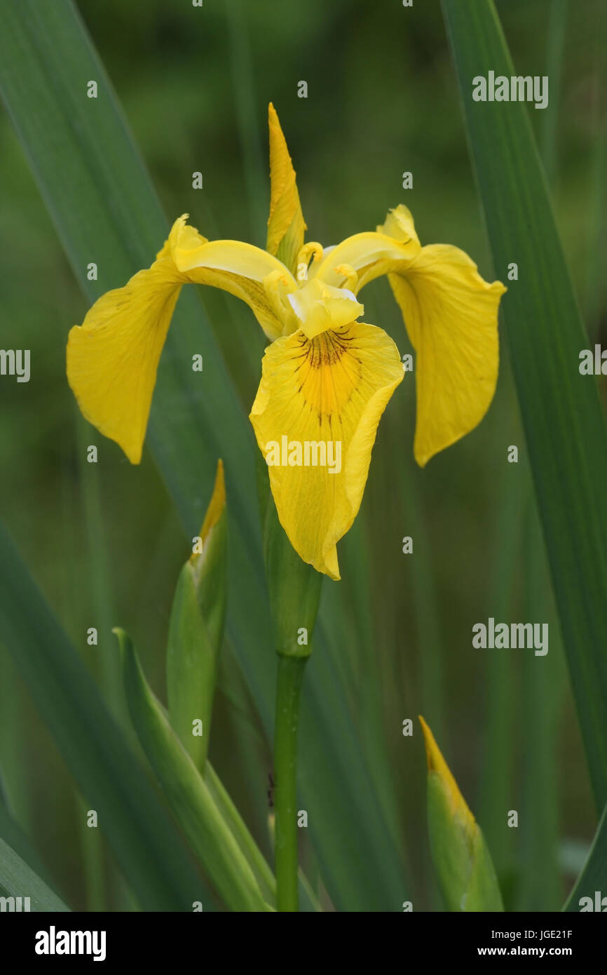 Yellow iris, Gelbe Schwertlilie Stock Photo