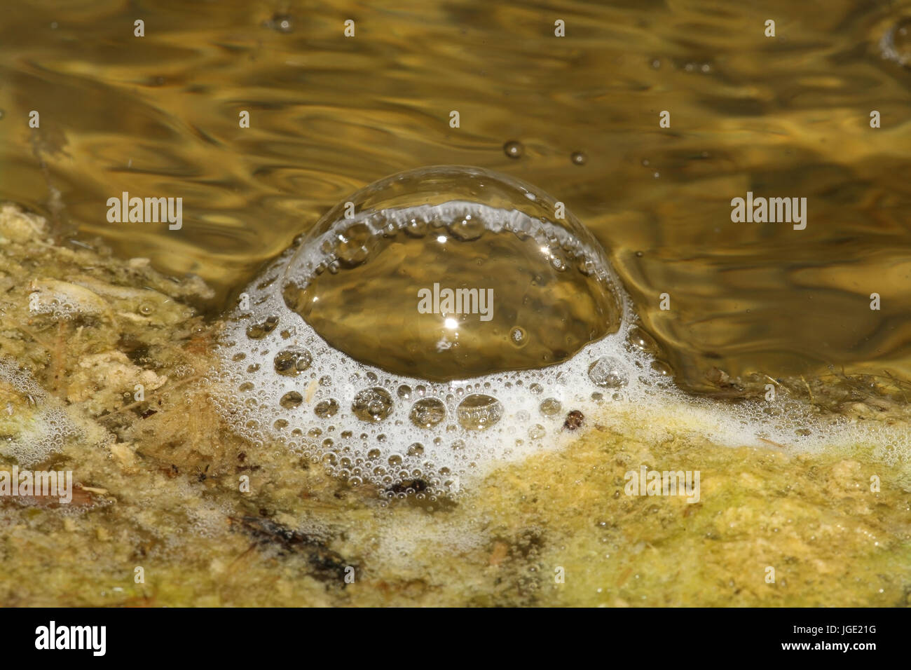 Bubbles on the garden pond, Blasen auf dem Gartenteich Stock Photo Alamy