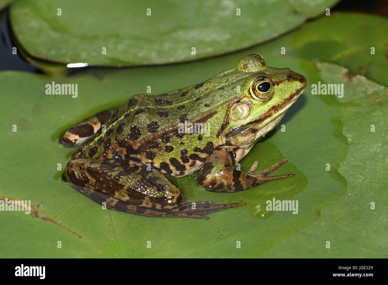 Pond frog sits on water lily sheet, Teichfrosch sitzt auf Seerosenblatt Stock Photo