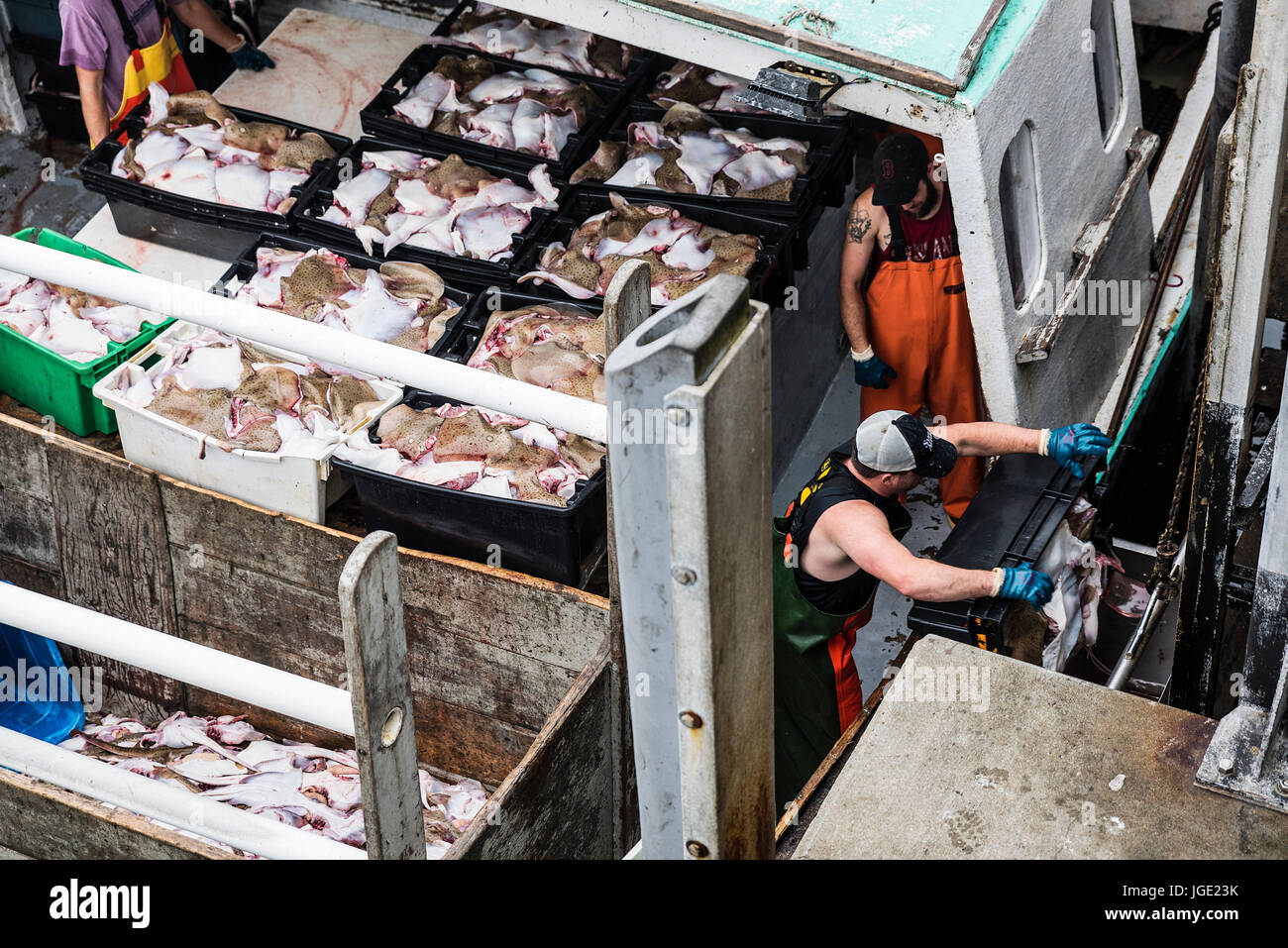 Commercial skate fishing haul, Chatham Cape Cod, Massachusetts, USA. Stock Photo