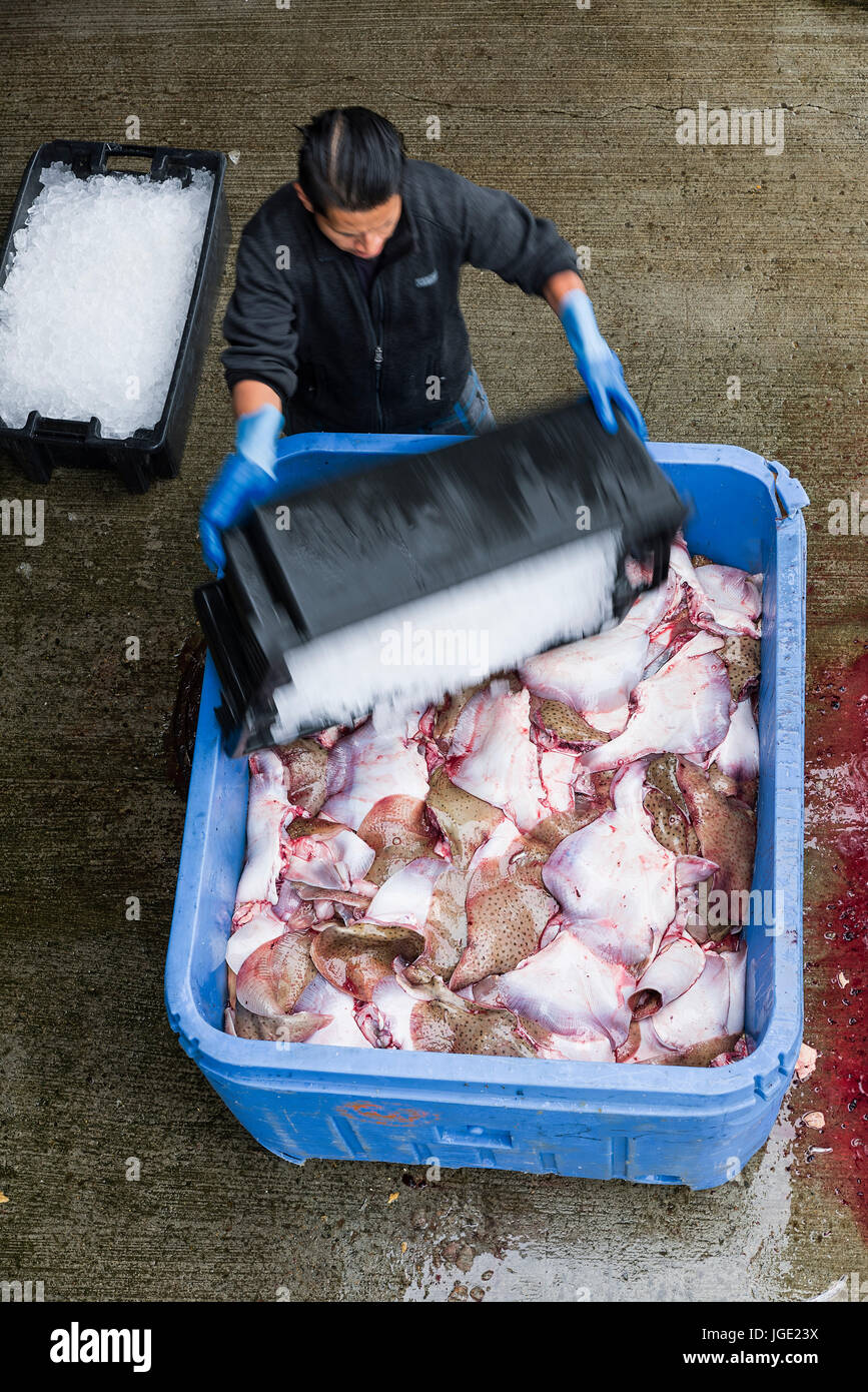 Commercial skate fishing haul, Chatham Cape Cod, Massachusetts, USA. Stock Photo