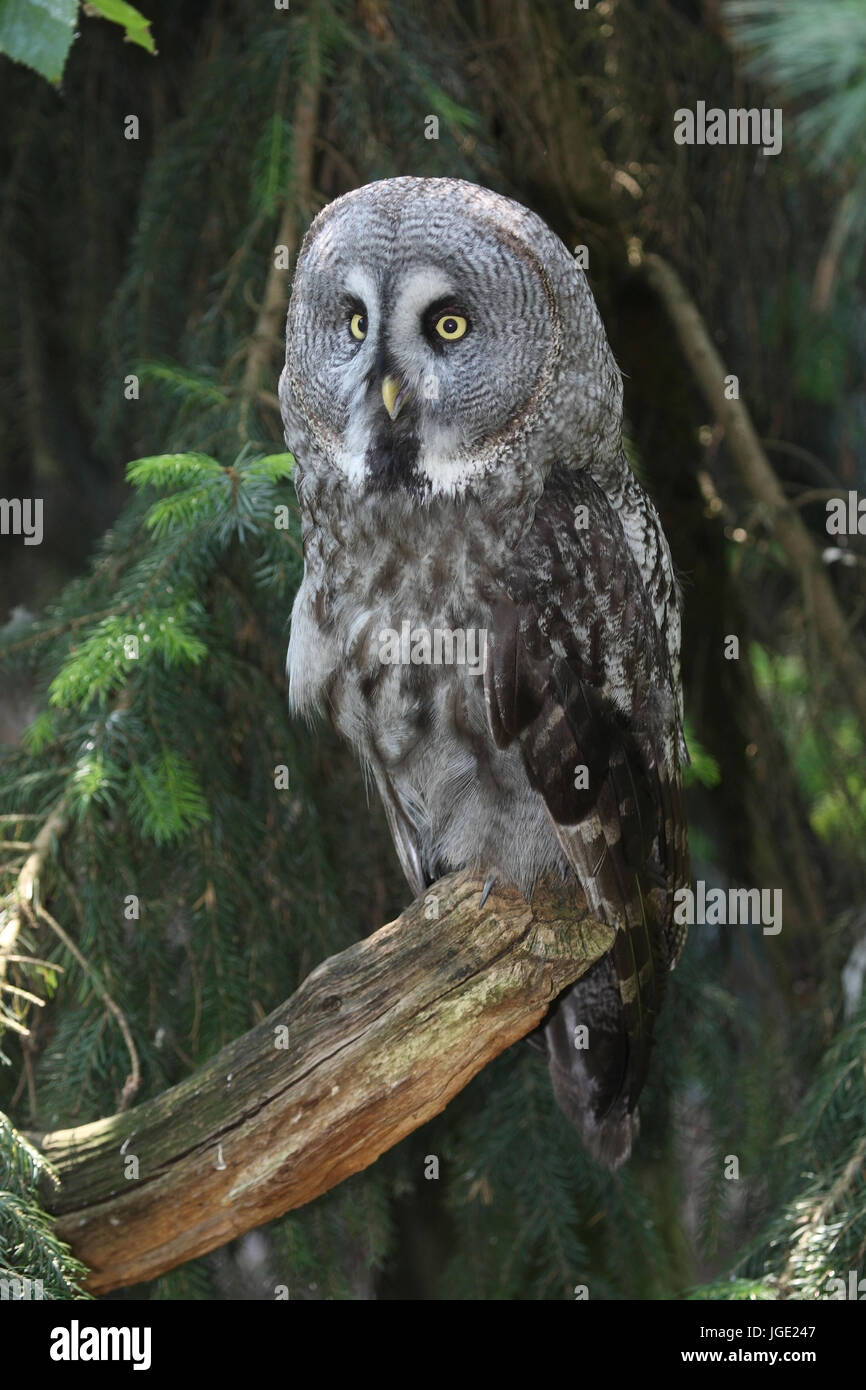 Beard owl, Bartkauz Stock Photo Alamy