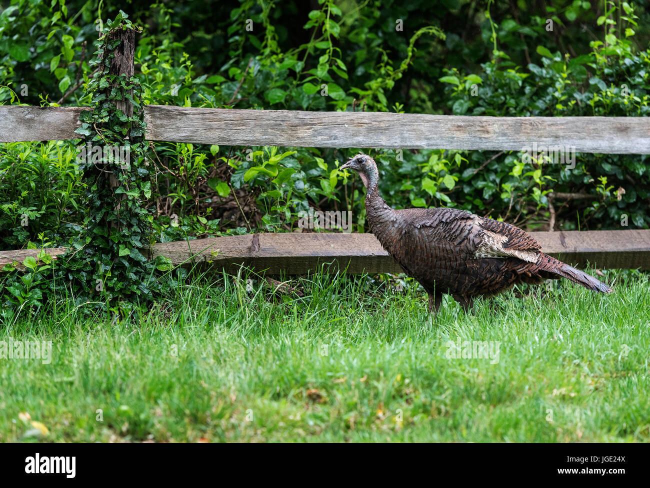 Wild turkey, Massachusetts, USA Stock Photo Alamy
