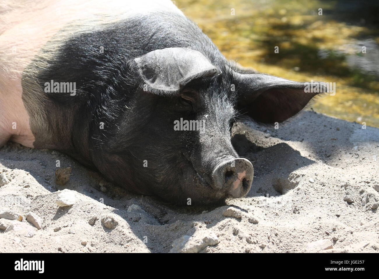 Schw?bisch-H?llisches land pig, Schwäbisch-Hällisches Landschwein Stock Photo