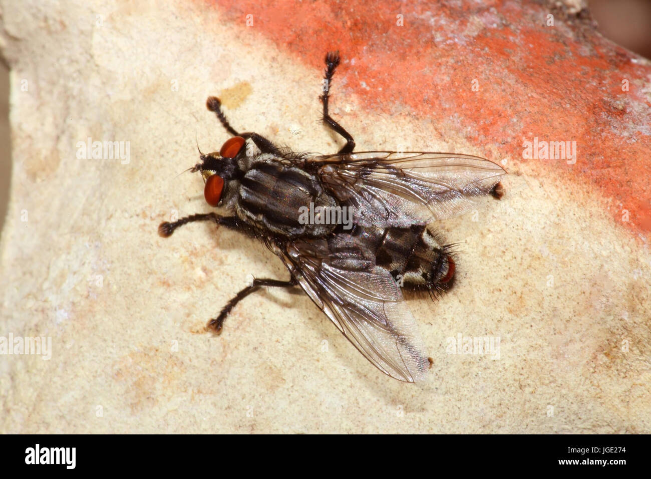 Grey meat fly , Graue Fleischfliege Stock Photo