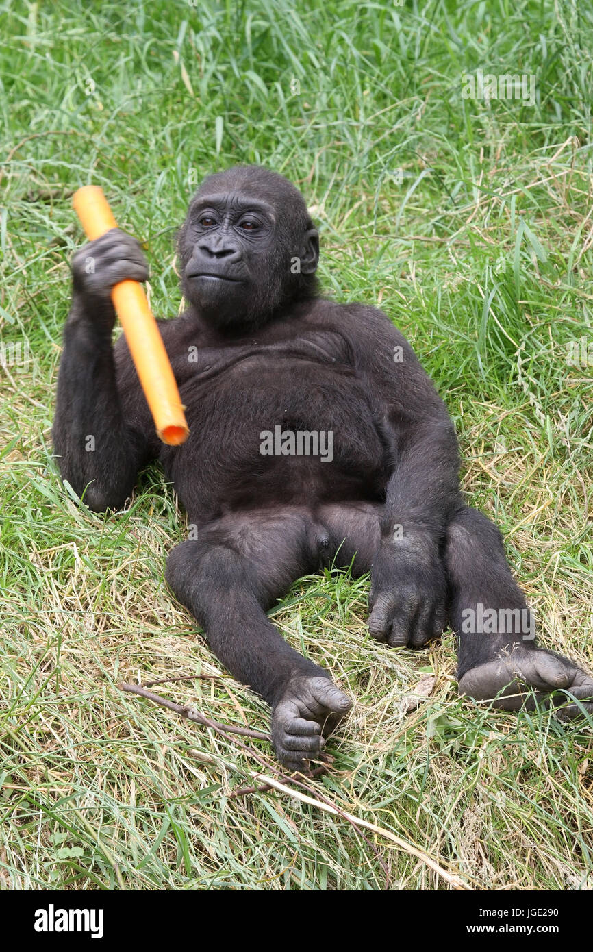 Plain gorilla with pipe, Flachlandgorilla mit Rohr Stock Photo