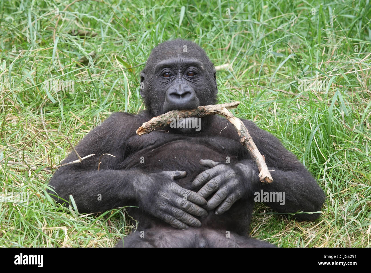 Plain gorilla with floor, Flachlandgorilla mit Stock Stock Photo