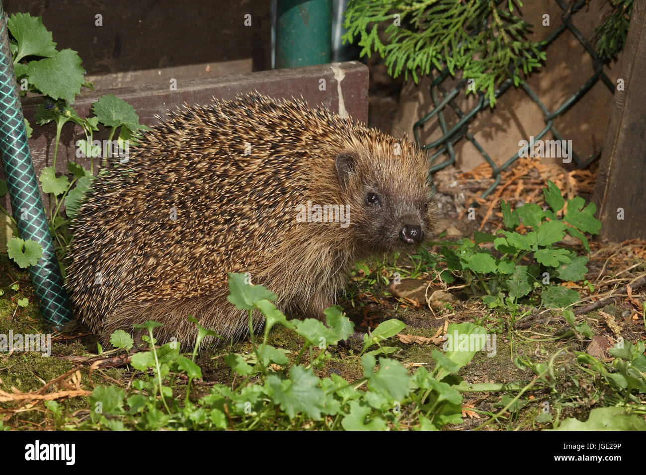 Igel garten hires stock photography and images Alamy