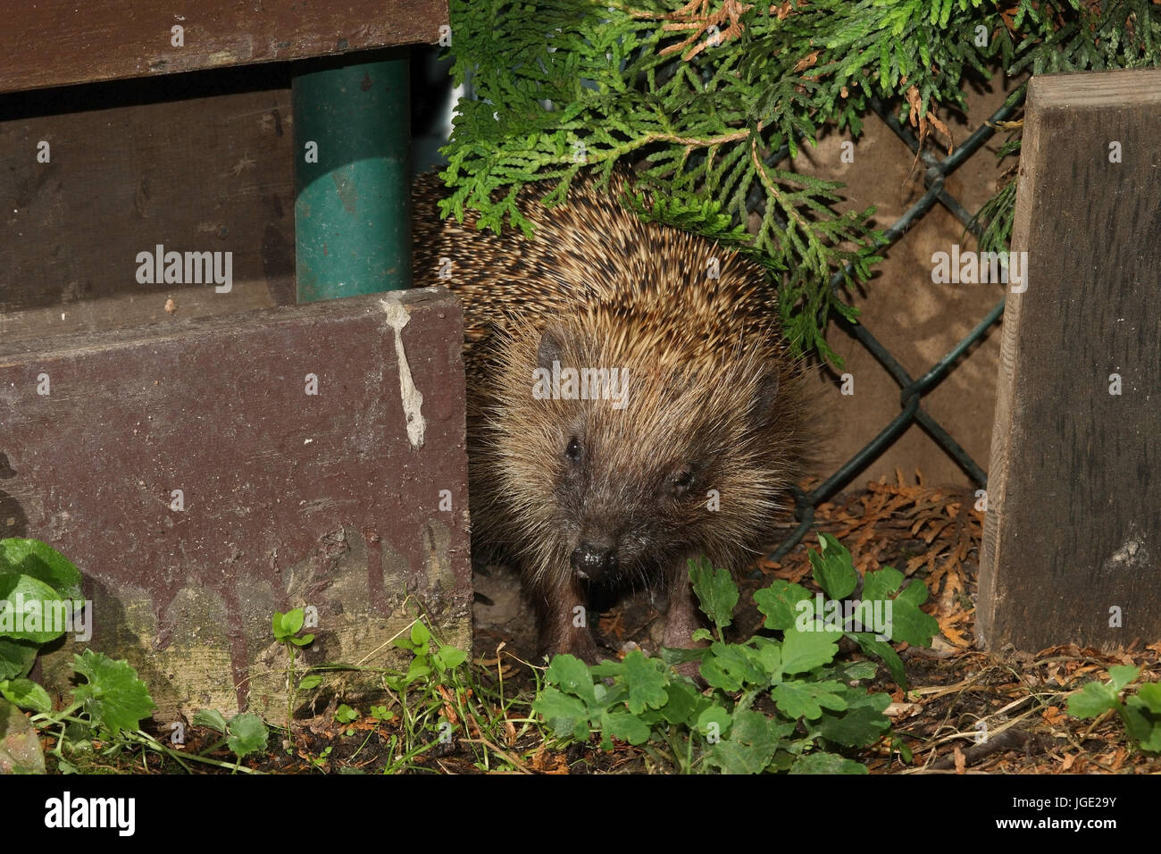 Igel garten hires stock photography and images Alamy
