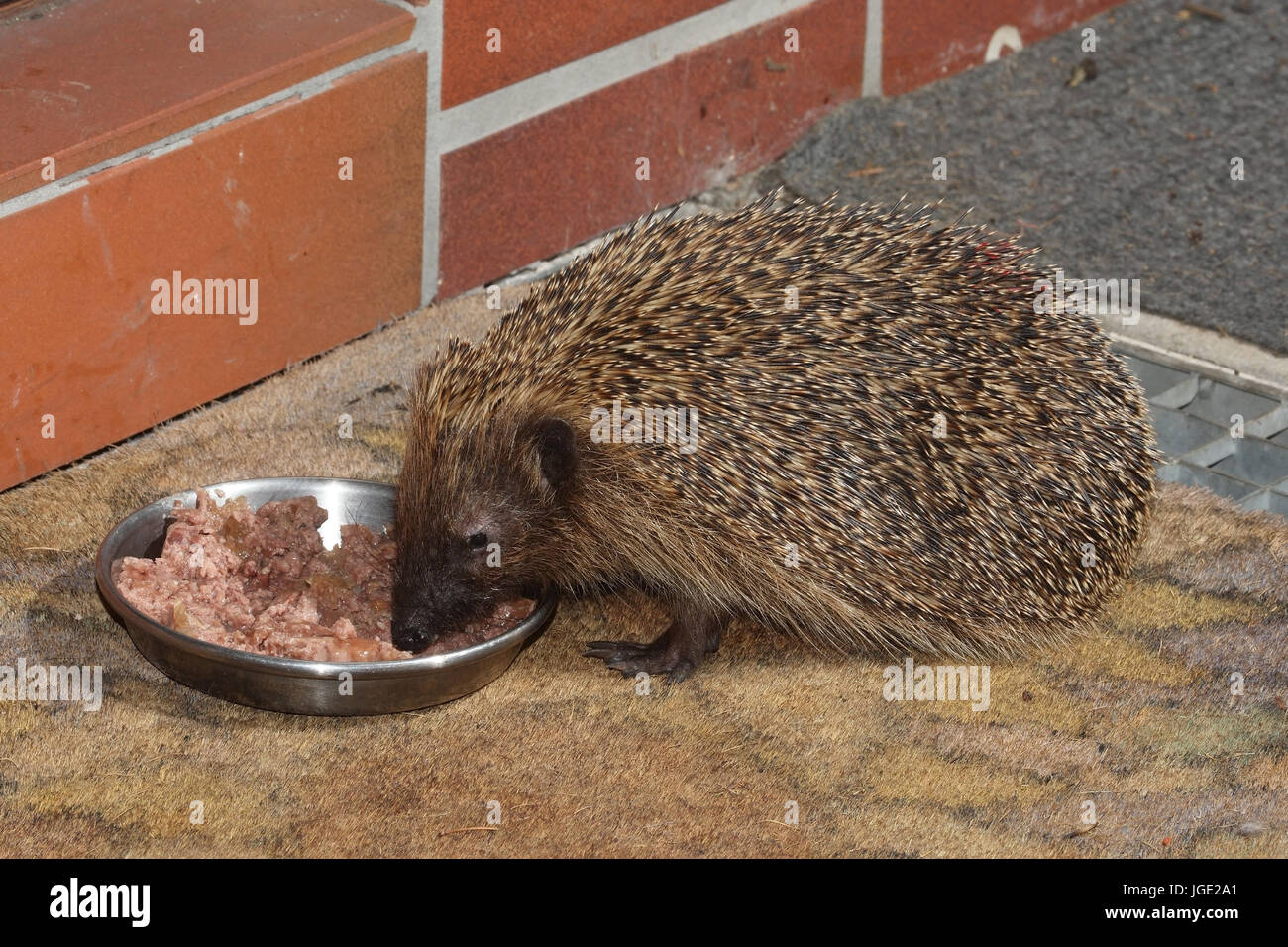 Igel garten hires stock photography and images Alamy