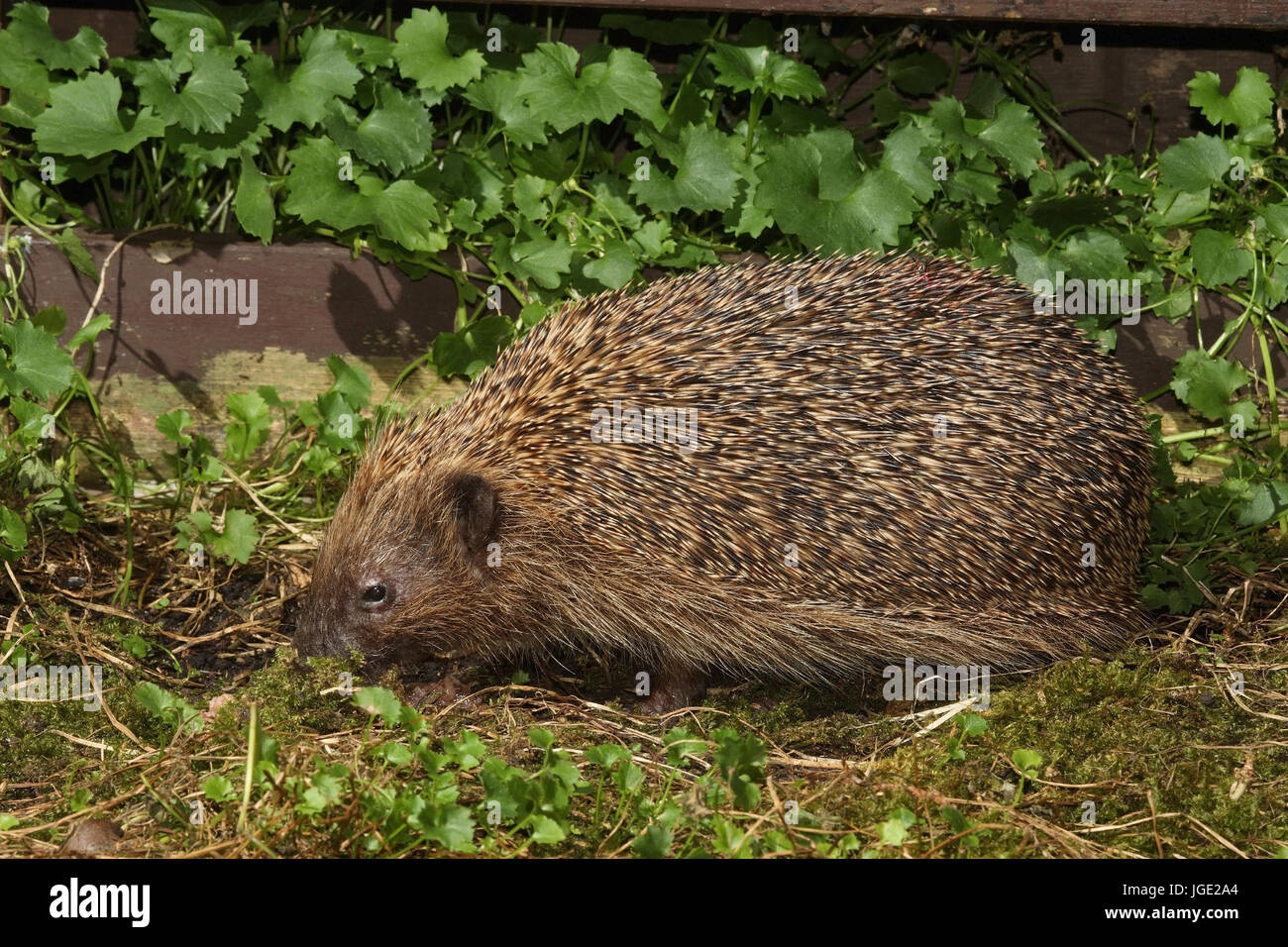 Igel garten hires stock photography and images Alamy