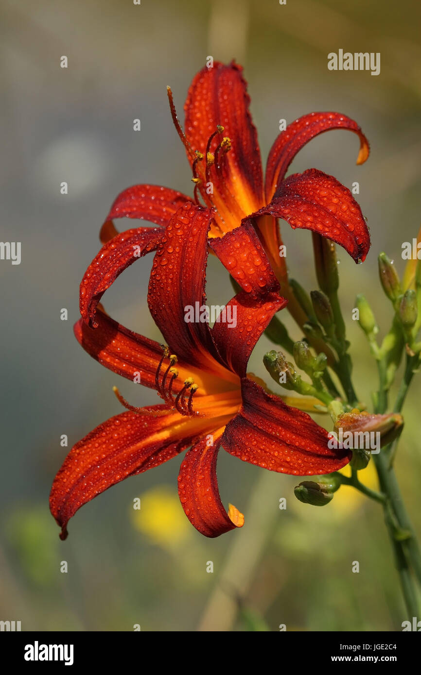 Fire lily, Feuerlilie Stock Photo - Alamy