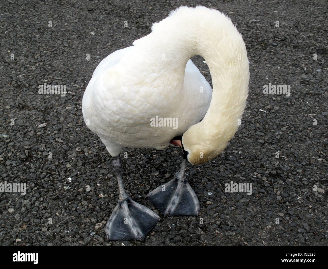 bowing swan contorting neck looks like a handle Stock Photo