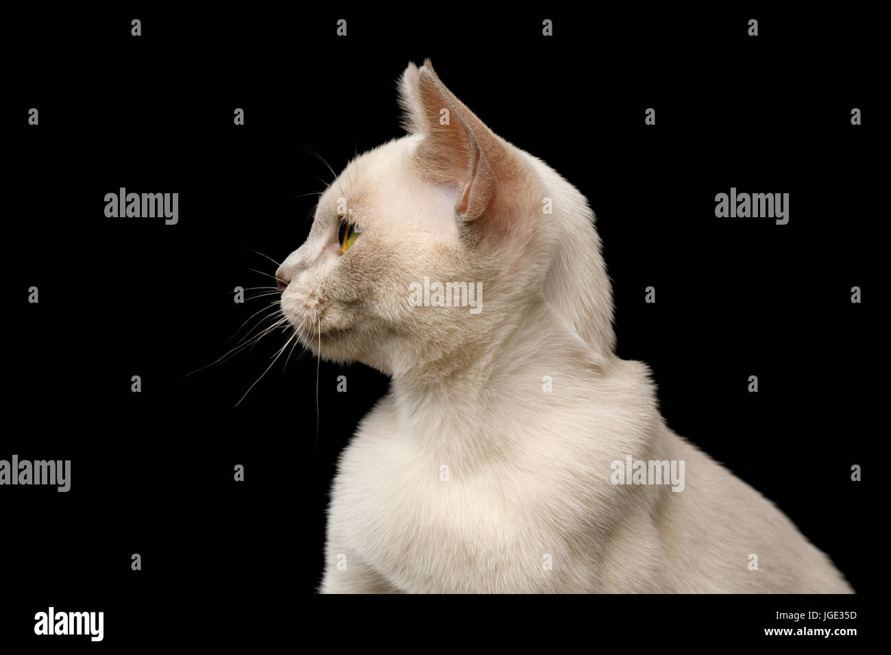 Burmese Kitten isolated on black background Stock Photo