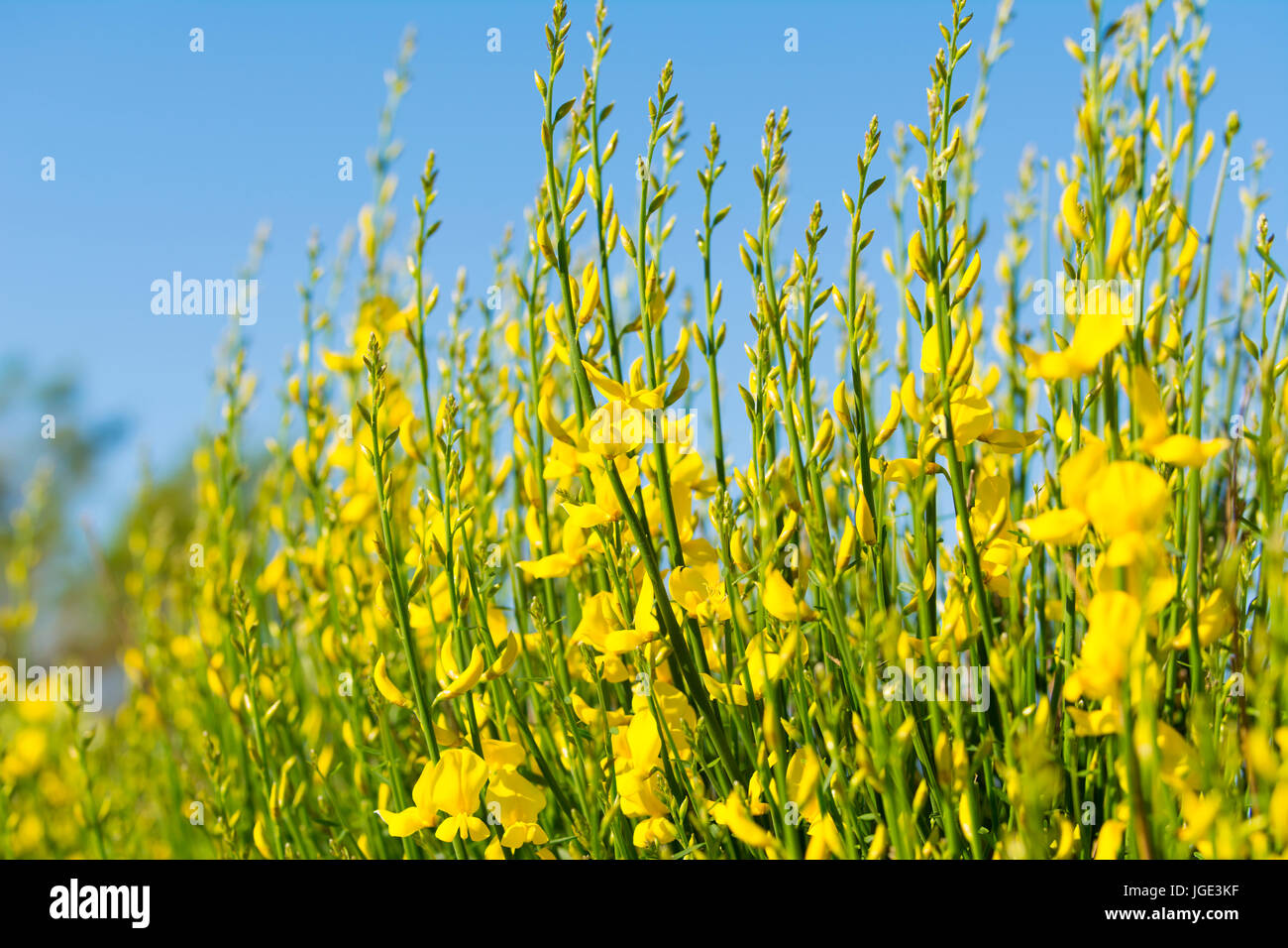Spanish broom (Spartium junceum), AKA Weaver's broom growing in Summer in West Sussex, England