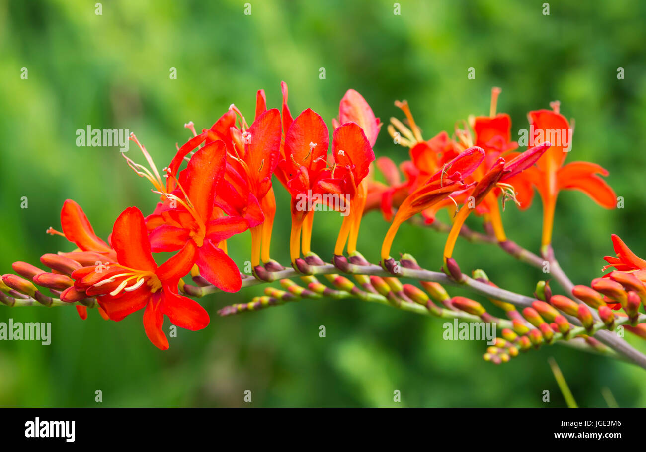 Montbretia 'Lucifer' plant (Crocosmia x crocosmiiflora) flowers in Summer in West Sussex, UK. AKA Coppertips 'Lucifer', Falling Stars 'Lucifer'. Stock Photo