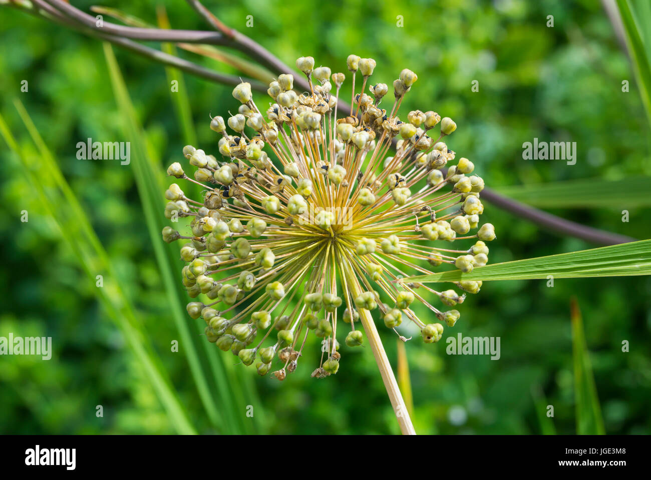 Ornamental onion (Allium) plant gone to seed in Summer in the UK Stock
