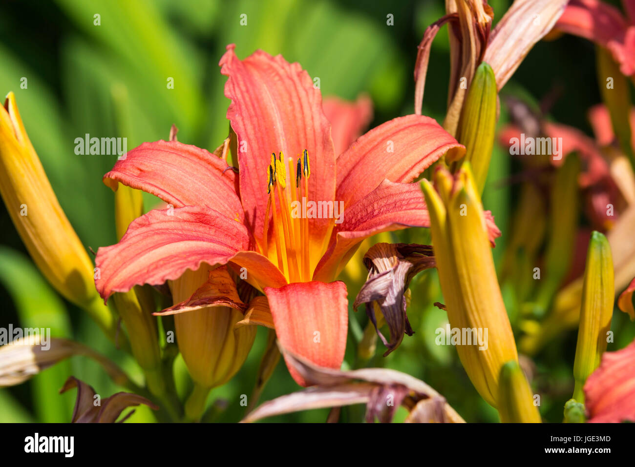Closeup of Daylily 'Pink Damask' (Hemerocallis Pink Damask) flower