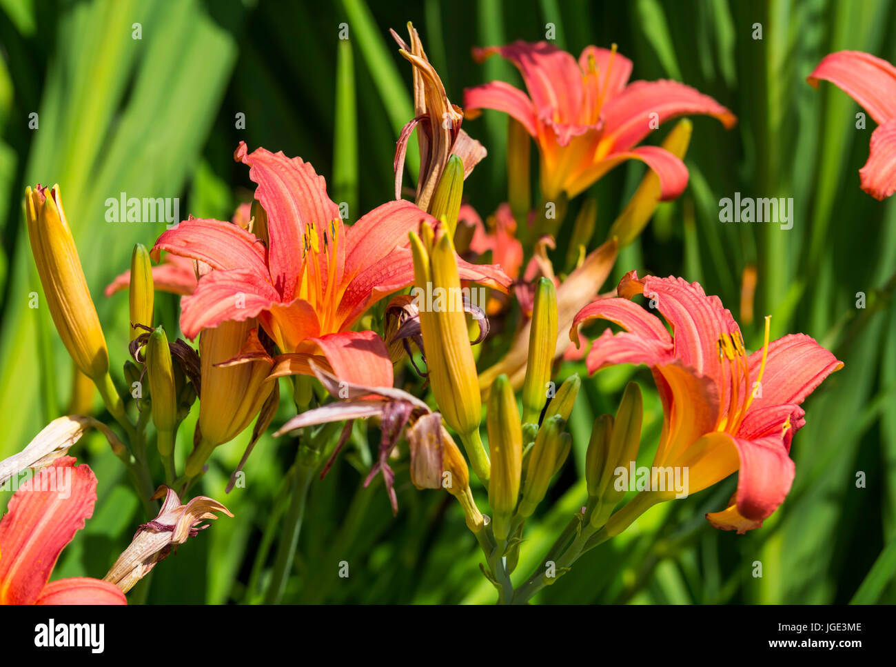 Hemerocallis ‘Pink Damask’ (Daylily ‘Pink Damask’) flowers growing in