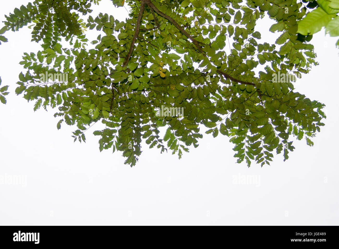 Branches and leaves on a white background. Stock Photo