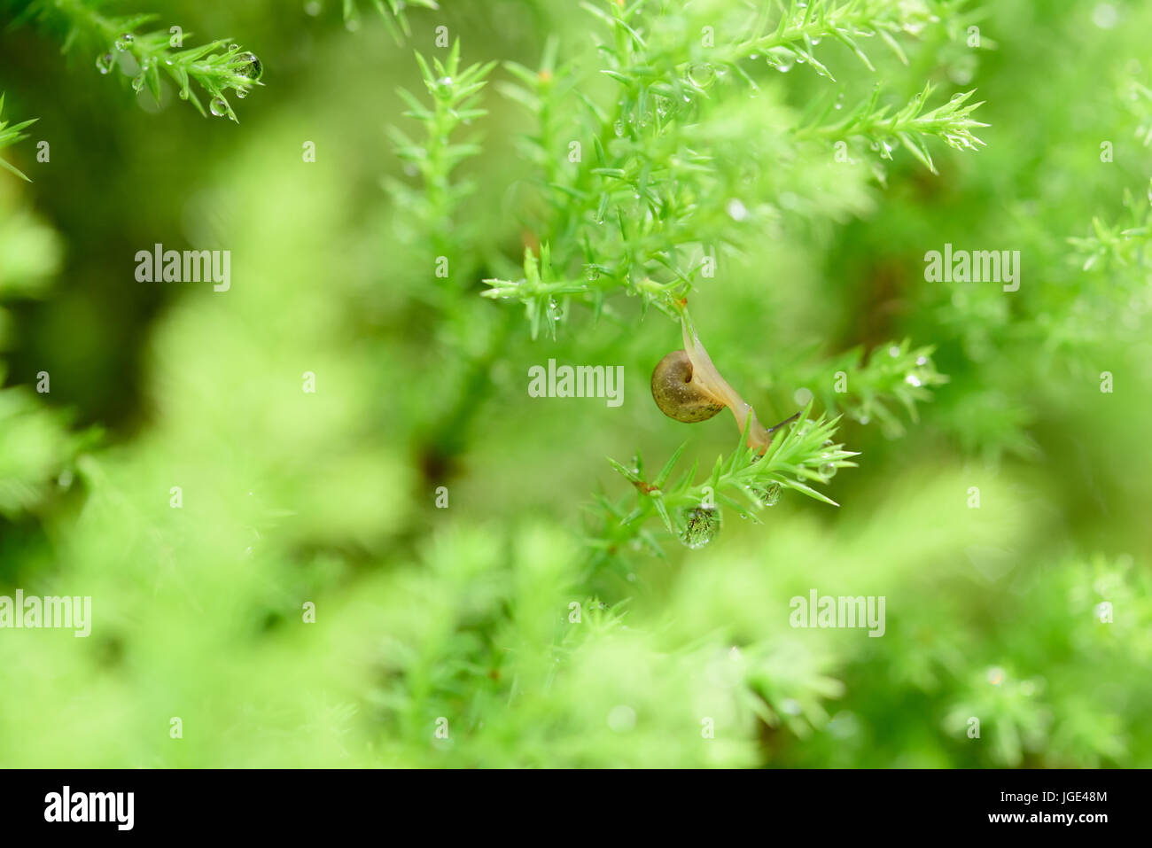 Snail on green leaf with drop after rain Stock Photo - Alamy