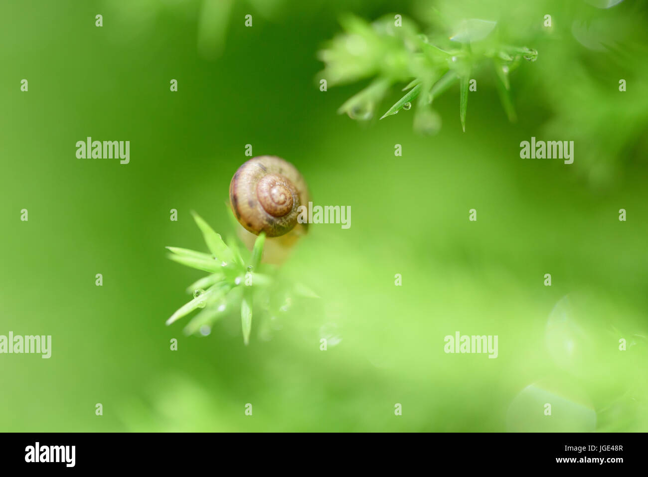 Snail on green leaf with drop after rain Stock Photo - Alamy