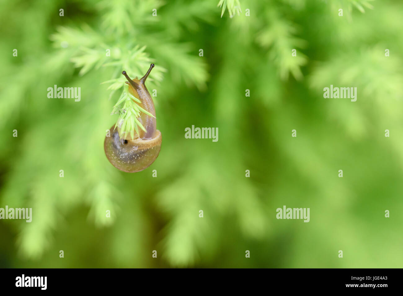 Snail on green leaf with drop after rain Stock Photo - Alamy