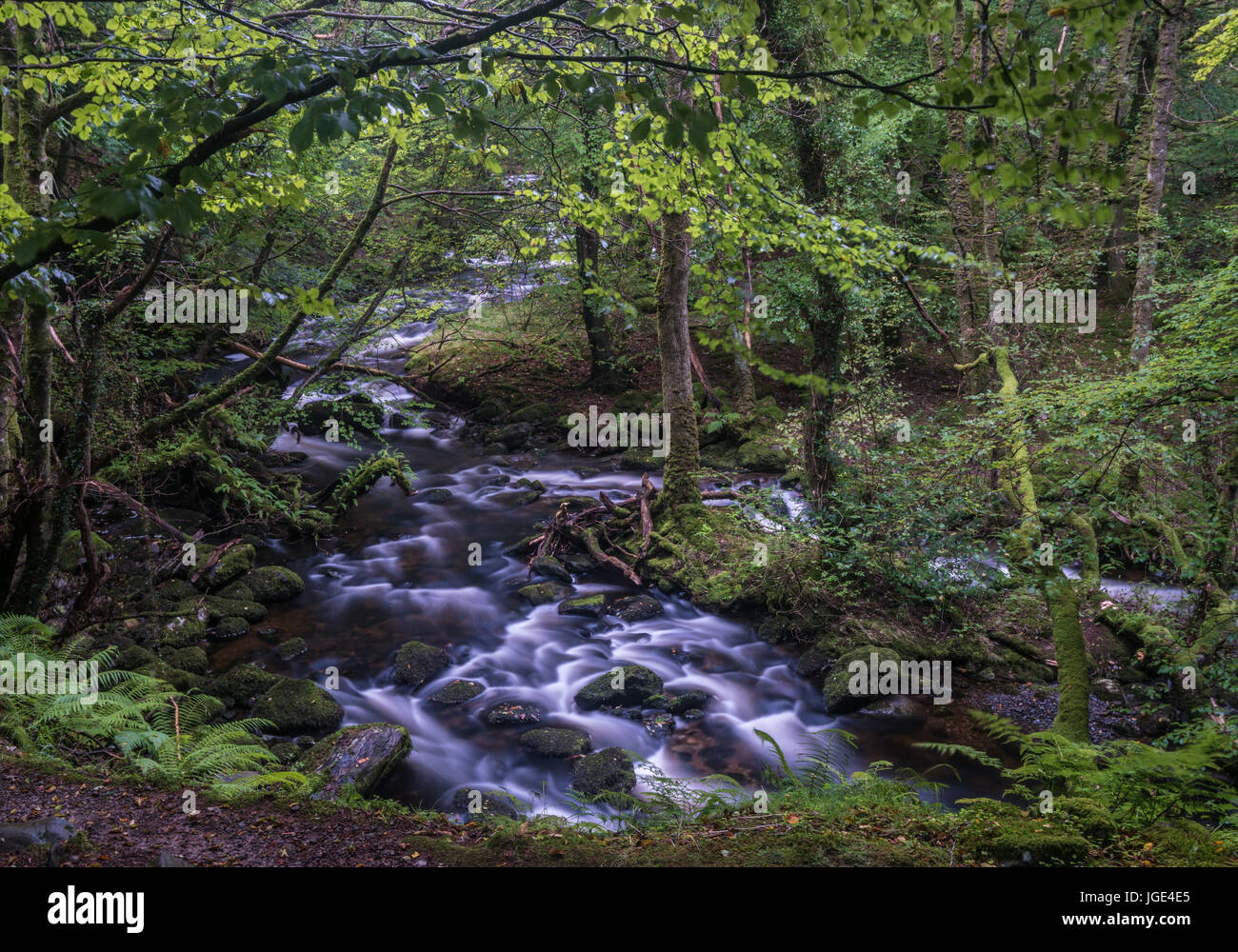 Fast flowing stream in an ancient wood with mossy trees Stock Photo