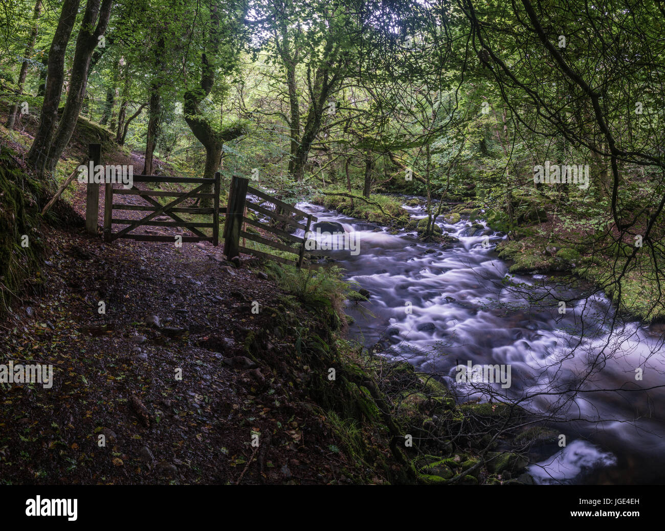 Fast flowing stream in an ancient wood with mossy trees Stock Photo