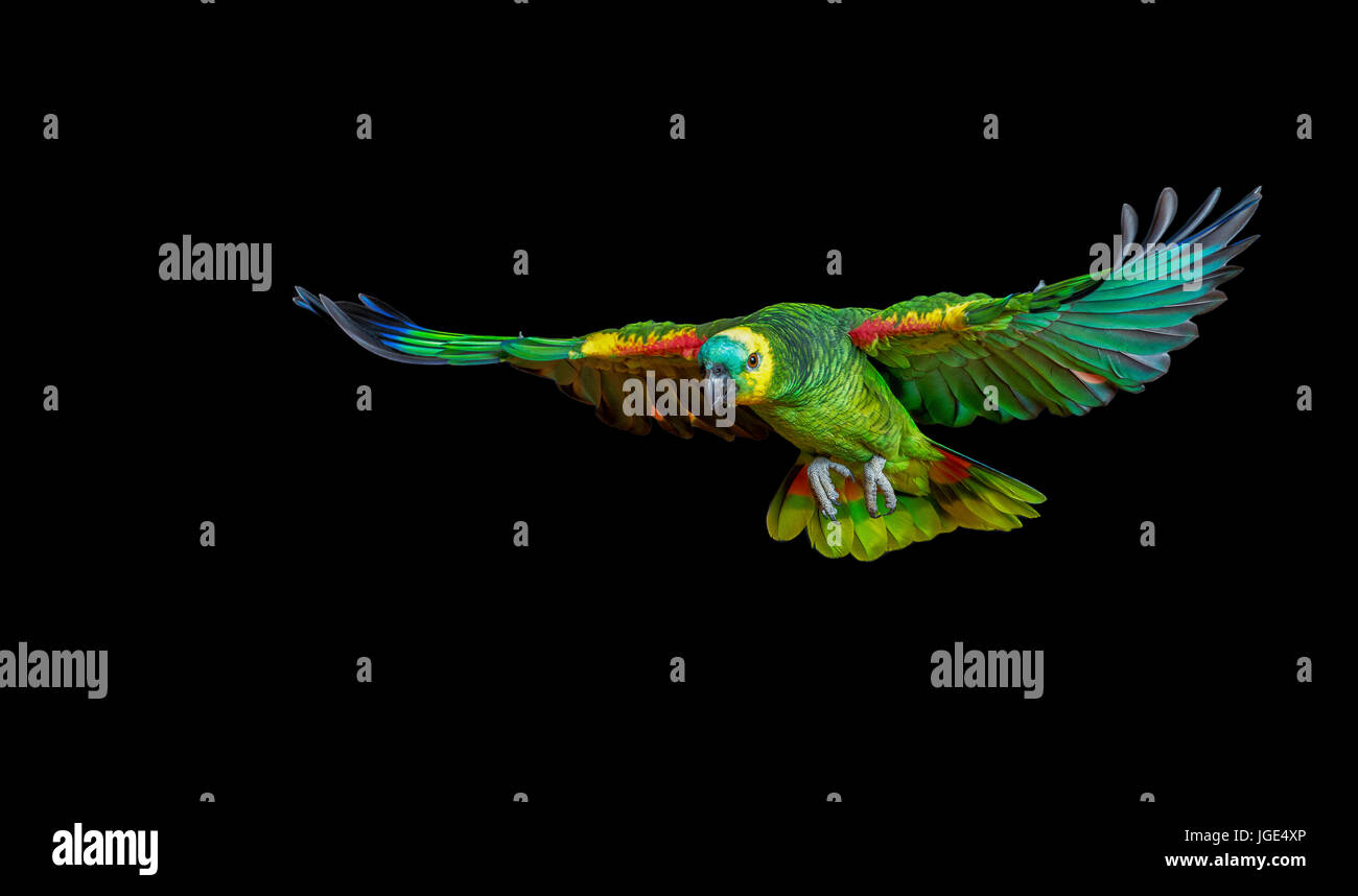 Colorful parrot flying Stock Photo