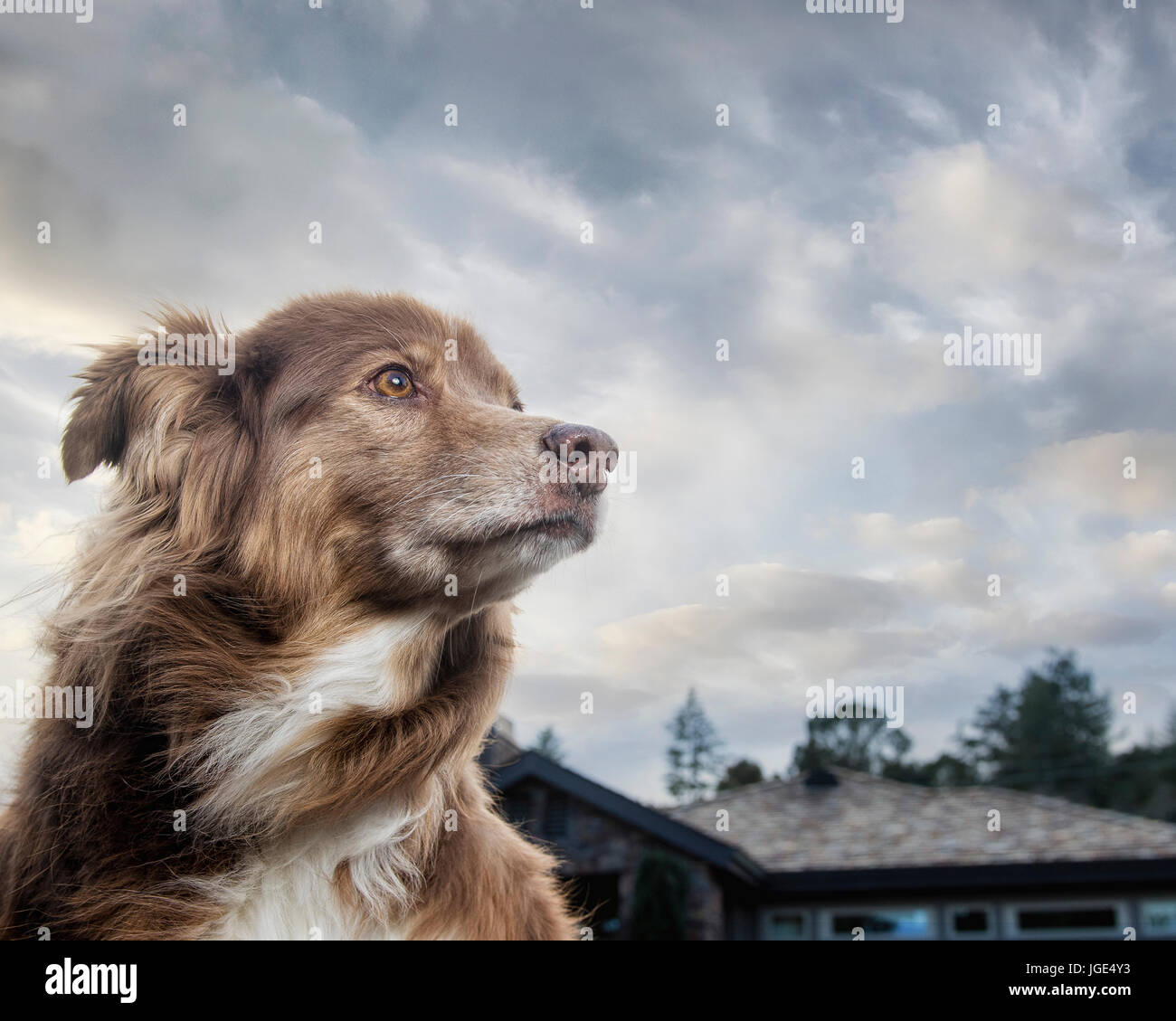 Dog and wind blowing hires stock photography and images Alamy
