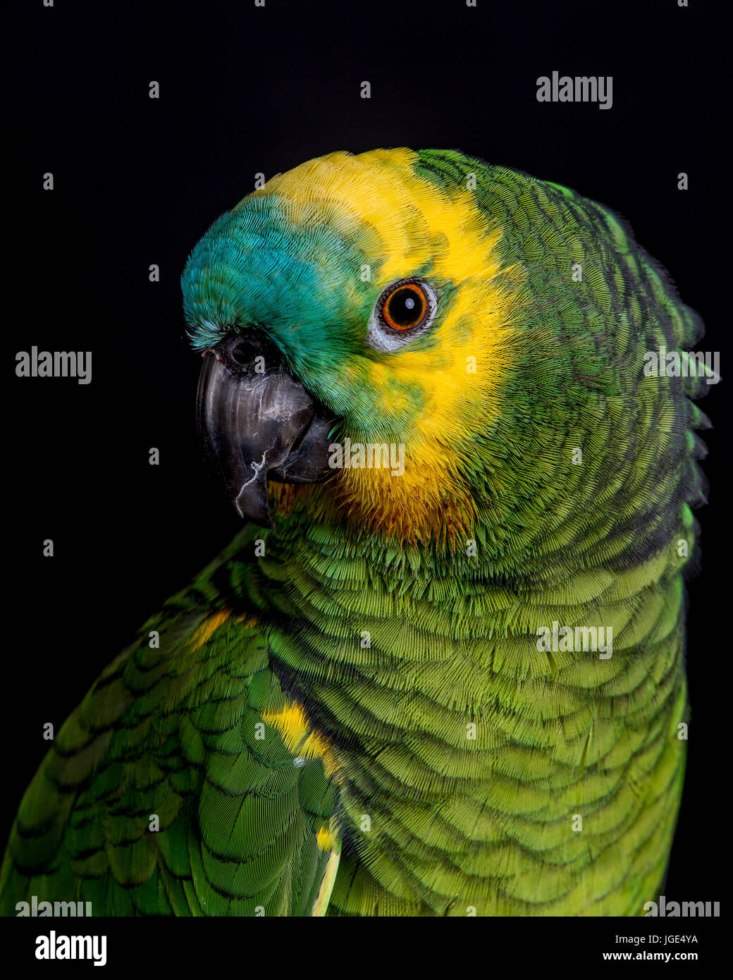 Portrait of colorful parrot Stock Photo